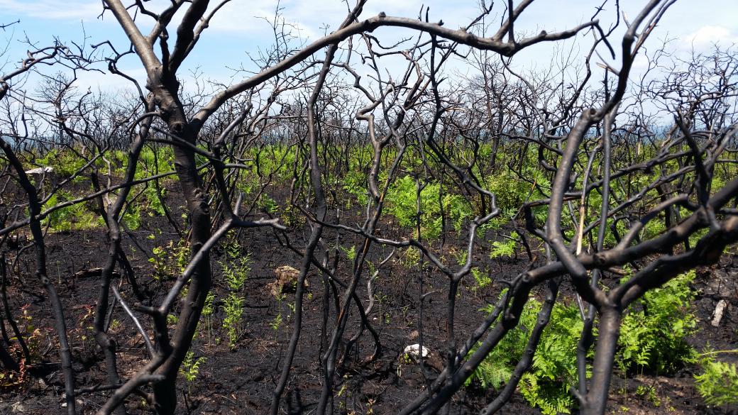 The woods look alien after the fire