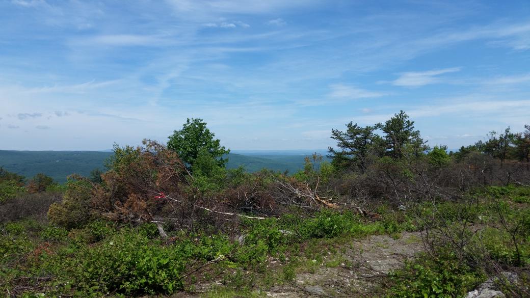 The view from the base of the firetower