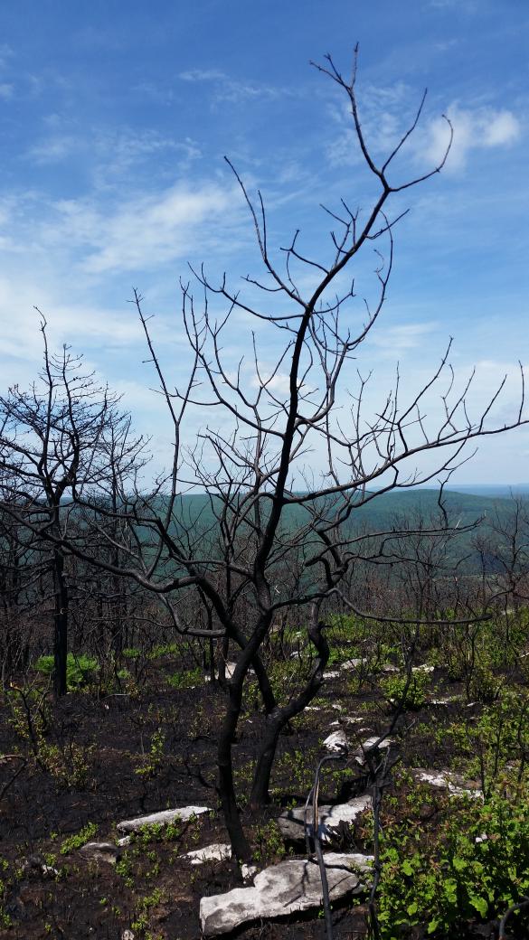 Image highlighting the contrast between the blackened trees and the blue skies
