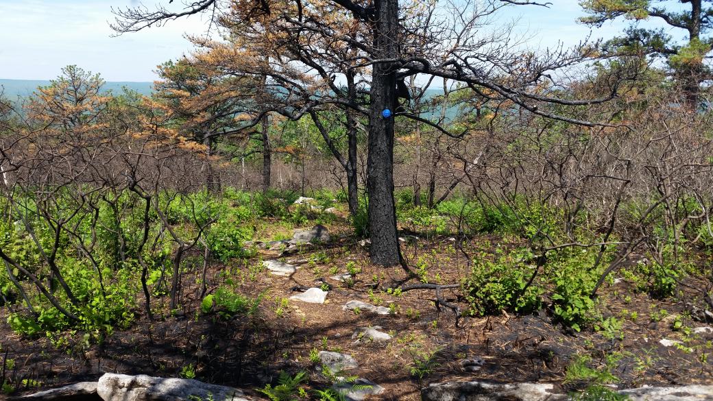Several trees and bushes, with their trunks and branches turned to black from the fire