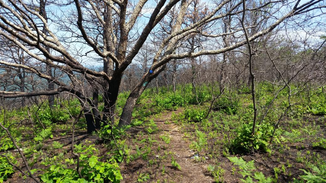 The path as it wanders past a gnarled tree