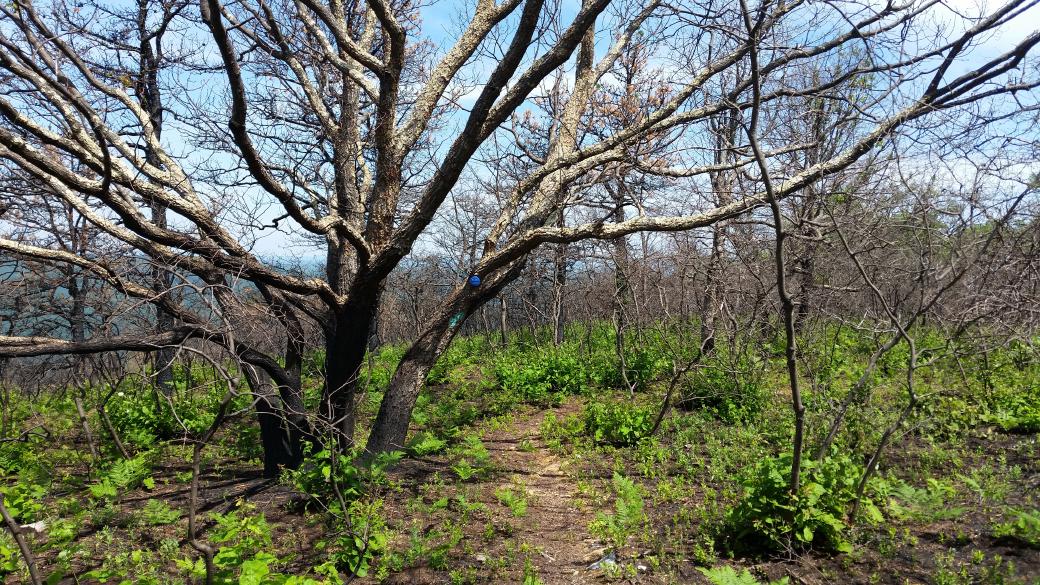 Walking upon the Turtle's Back - 14 June 2015