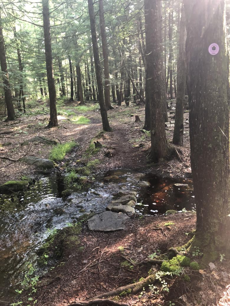 Picture of a trail, with a stream bisecting it.  There are stones for the crossing.