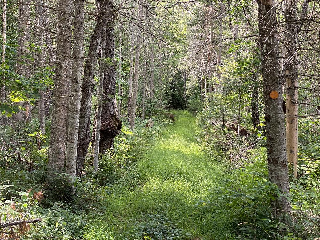 An old woods road, now covered in grass.