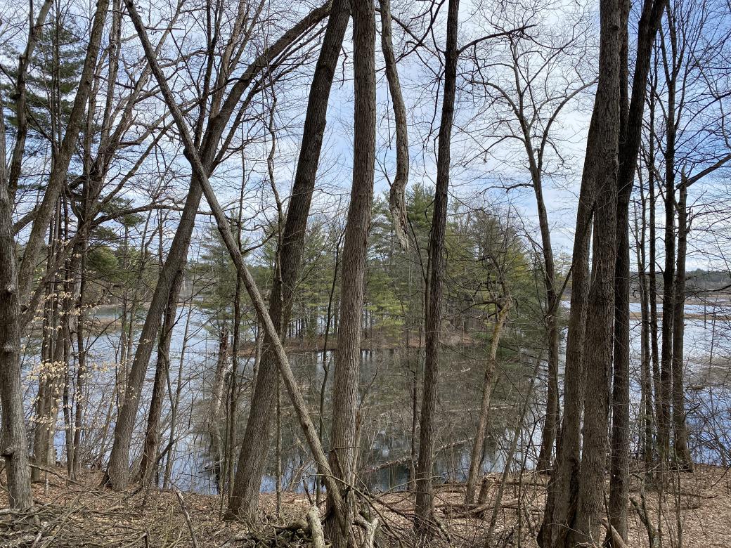 A picture of an island on Rush Pond, with the view partially blocked by trees.