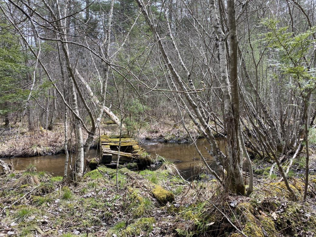 A moss covered wooden bridge over a small brook; the bridge is missing several slats, and looks like it could collapse at any minute.