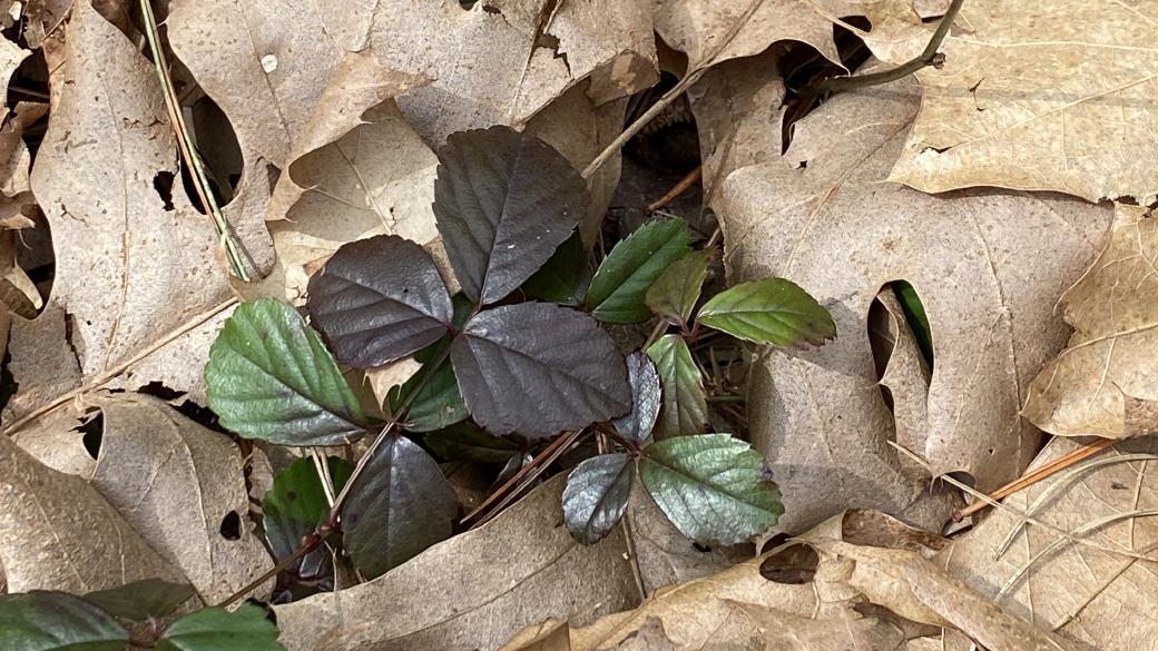 A few small, three-leaf plants, in varying shades of brown and green, with a heavy layer of oak and other deciduous leaves obscuring most of the plant.