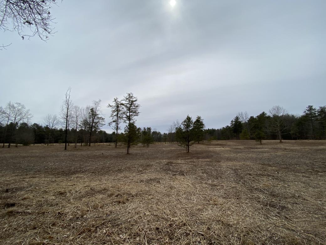 A picture of a dead grassland, with a bright, hazy sun overhead, making the land look even darker by contrast.